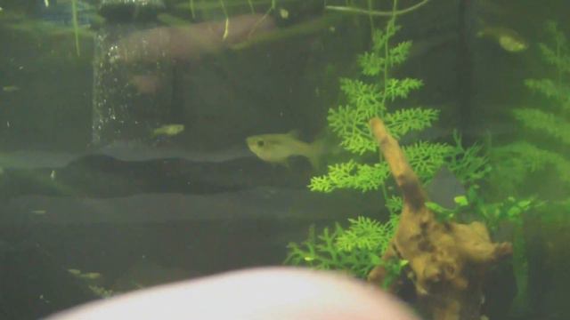 Acuarios De 25 Y 40 Litros Con Guppys Endler