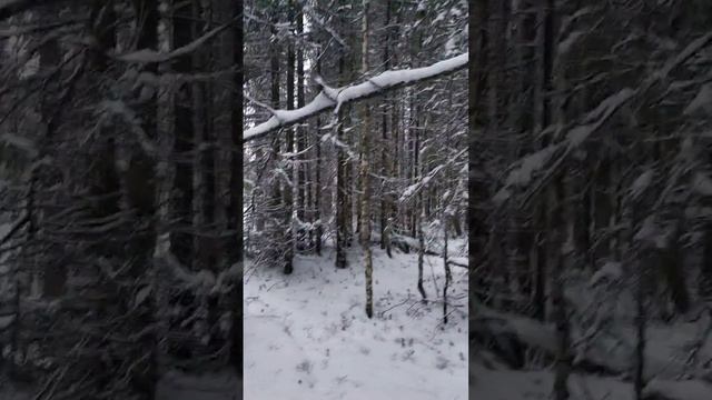 проверка ловушки на волка и лису