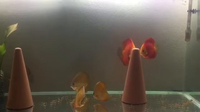 Red Ruby Discus Karma Tank