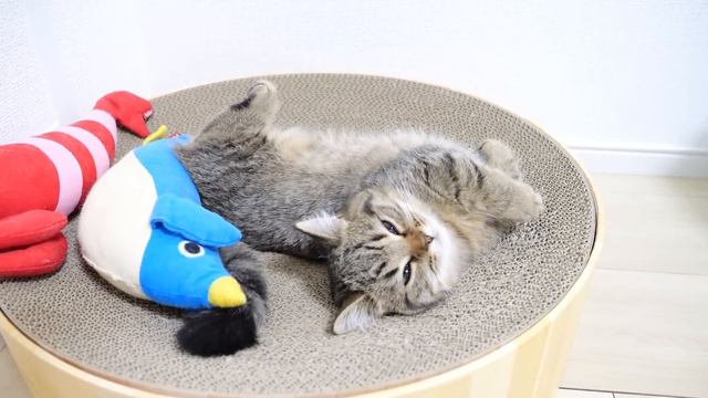 Lili The Kitten Using The Bed Spaciously And Coco And Mimi Looking Over At The Camera