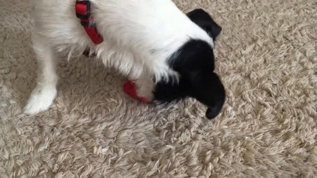 Jack Russell Monty spielt mit Kong смотреть онлайн