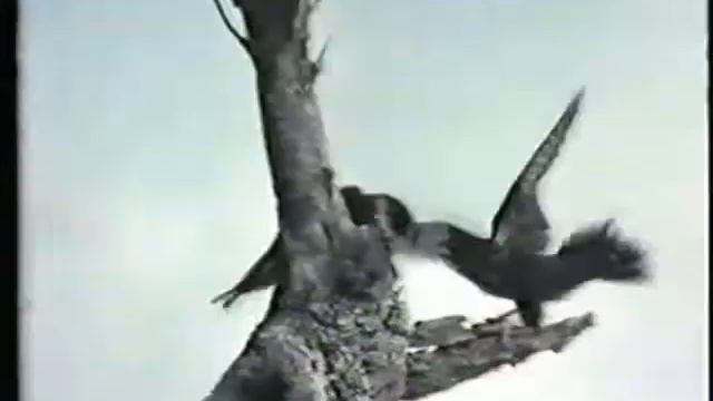 Bat Falcons 3 смотреть онлайн