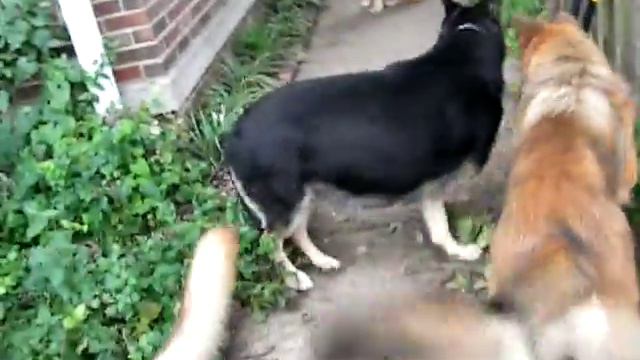 027 DDR Before The Fall Of The Wall German Shepherd Dog