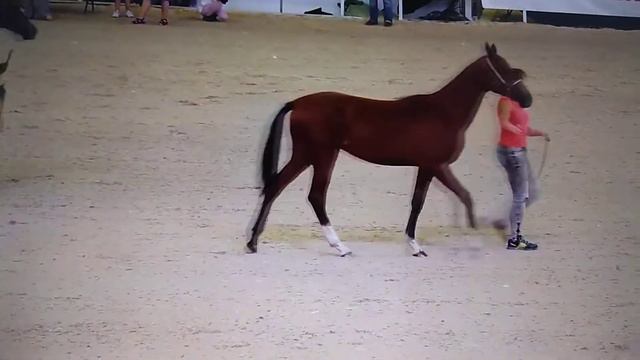 Конь/Юрий Аксаментов/ смотреть онлайн