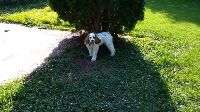 Introducing Bailey смотреть онлайн