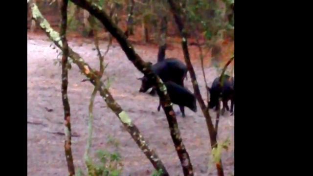 Bear Bridge Hog Hunt смотреть онлайн