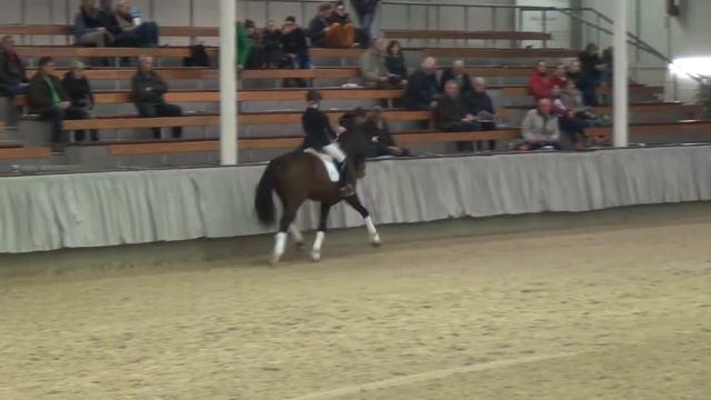 BEVERLY HILLS (Belissimo X Florestan I - Werther)