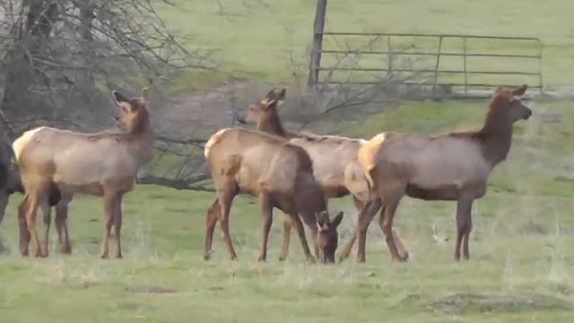 Rocky Mountain Elk Herd смотреть онлайн