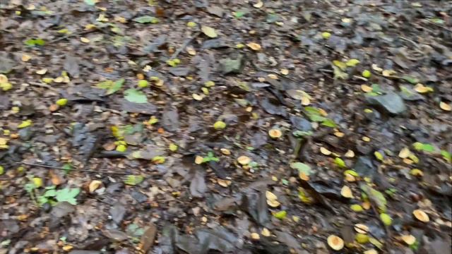 S2 Ep. 4 Edgar Evins State Park смотреть онлайн