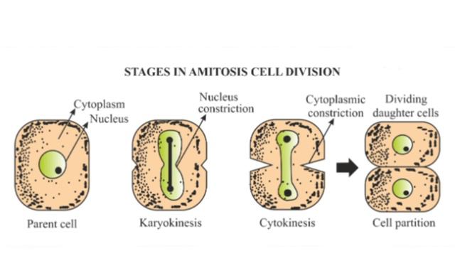 Cell cycle {More than Just Foundation} For 9th to 12th grade. смотреть онлайн