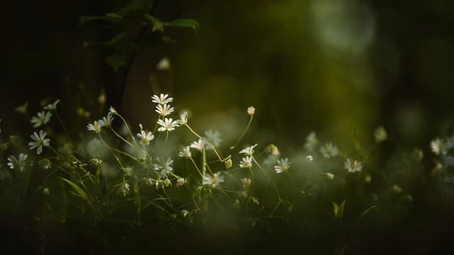 Lysets engel går med glans смотреть онлайн