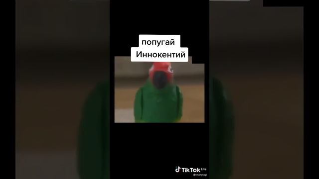 Попугай иннокентий смотреть онлайн