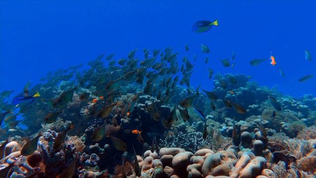 A Day Time Dream/Bob Magnuson смотреть онлайн