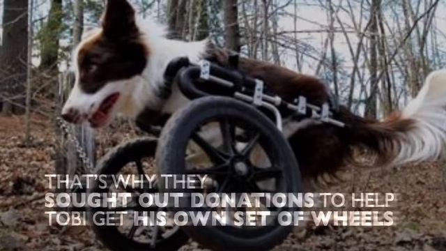 Two-Legged ‘T-Rex’ Dog Is Joyful Inspiration