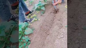 Аккумуляторный плуг-культиватор