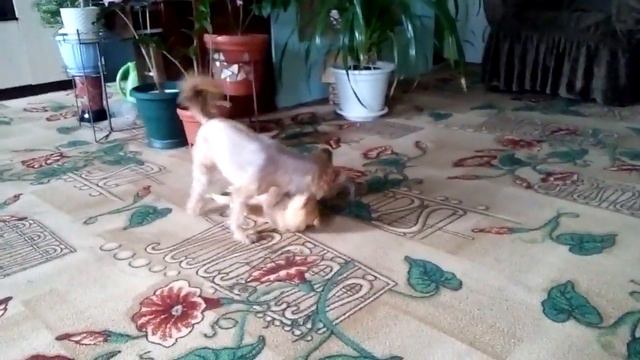 Друзья !! смотреть онлайн