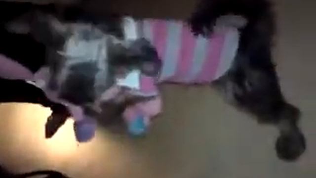 Katten Alice Säger Nej Nej