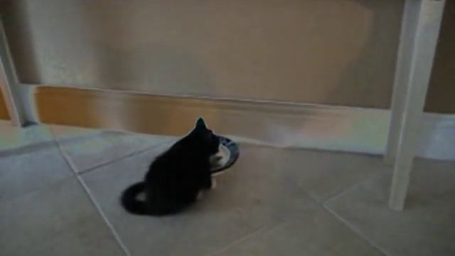 Condo Carter, The Cool Cat смотреть онлайн