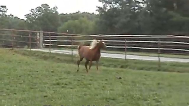 Shahteekhs Summer смотреть онлайн