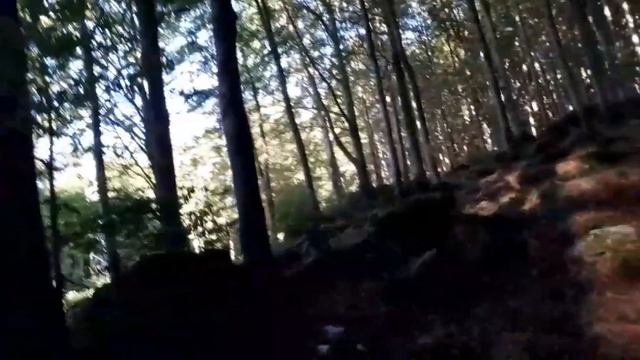 15° regola del bosco e come raccogliere un fungo senza danneggiare il letto di crescita. смотреть онлайн