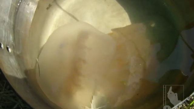 Кинбурнская коса смотреть онлайн