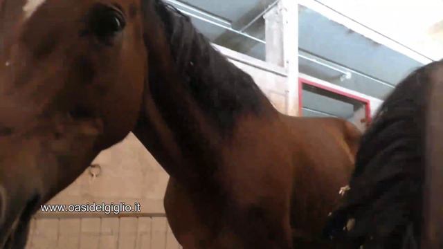 Andromedal e Butterfly i cavalli dell'oasi del giglio смотреть онлайн