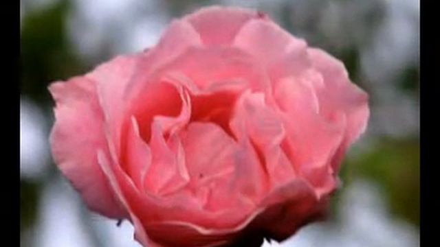 Josef Bohuslav Foerster - Růže vzpomínek - IV. - _excerpt_ смотреть онлайн