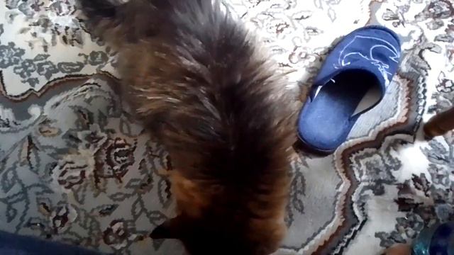 Кот Марс. Приходит и ругается.