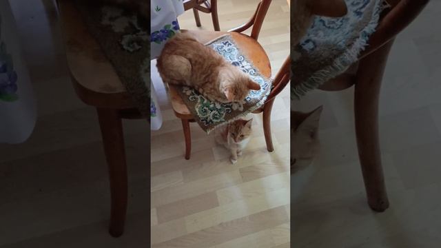 Милые рыжие котята спорят кто прекраснее смотреть онлайн