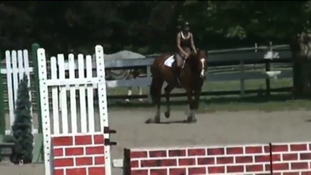 SOLD: George - Holsteiner / Thoroughbred Horse for Sale at Serendipity Farm, Ringoes, NJ смотреть онлайн