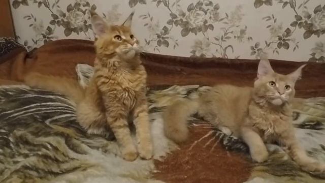 FELIX & FEODOSIY KENIG PRIDE, 5 months 2 смотреть онлайн
