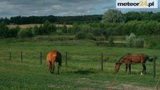Domki Nad Jeziorem Różane, Stajnia Sarnówek - Rozajny meteor24.pl смотреть онлайн