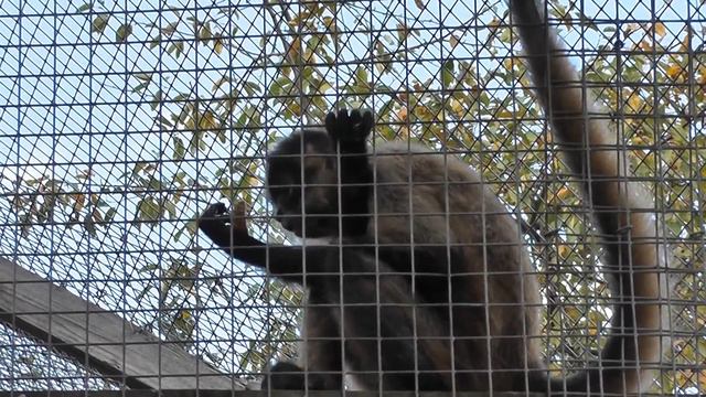 On Location: The Geoffroy's Spider Monkey смотреть онлайн