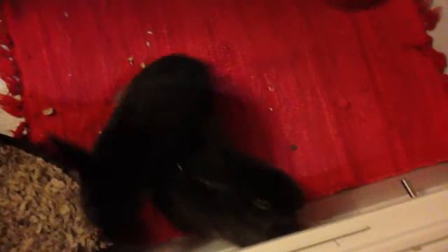 HAPPY BIRTHDAY BUNNIES 8NOV2012