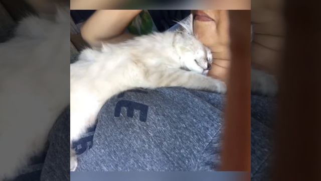 Kojiru’s bed styles смотреть онлайн