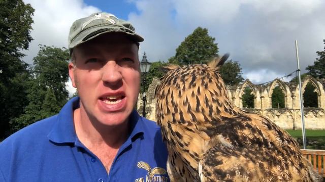 Owl Diary 22 | What is Olly the owl's problem? | Our falcon is flying free again and more! смотреть онлайн