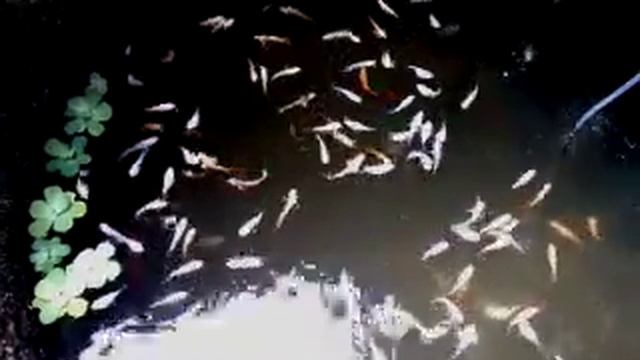 Ikan смотреть онлайн