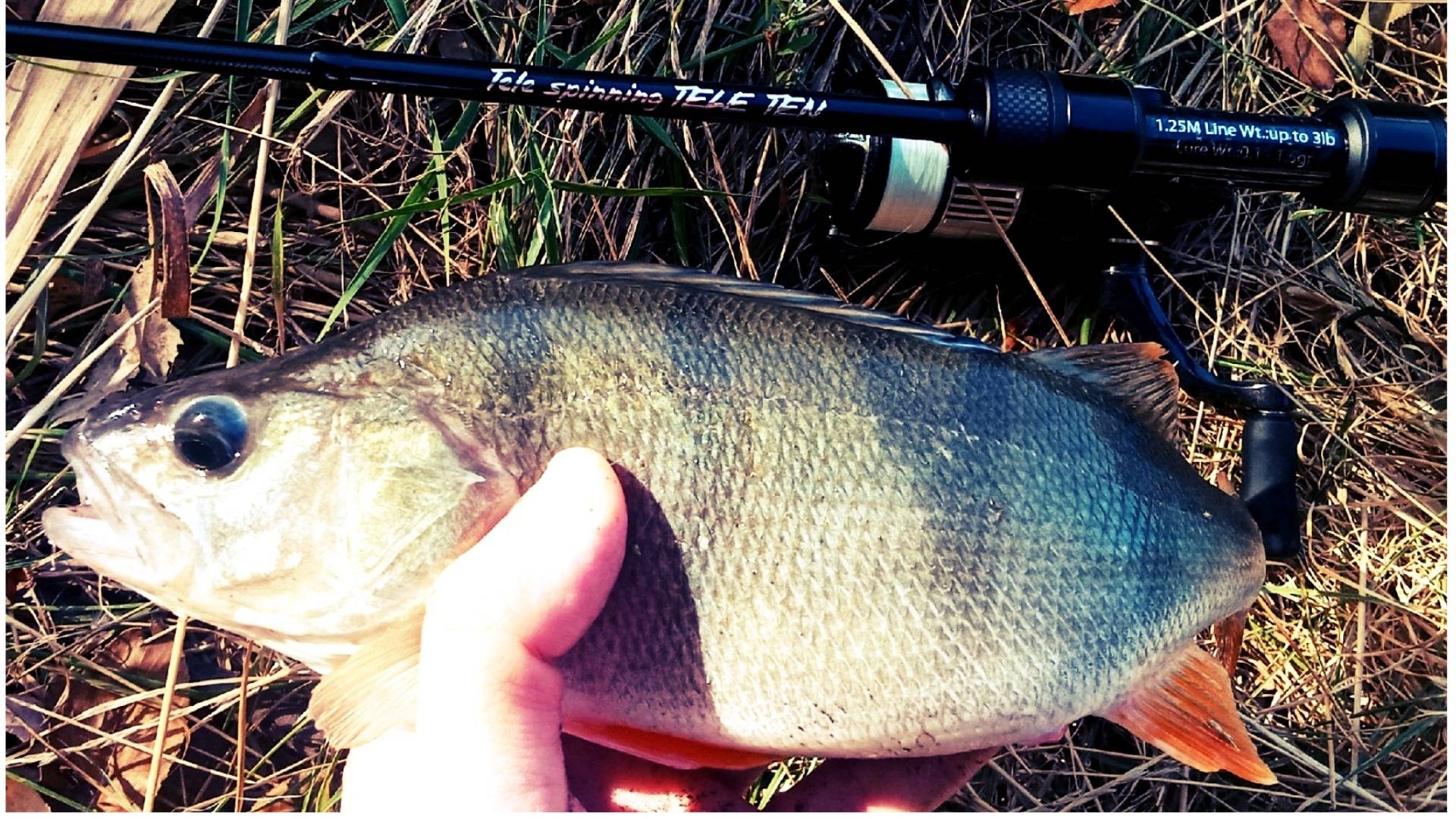 РЫБАЛКА на ТЕЛЕСКОПИЧЕСКИЙ СПИННИНГ ТЕЛЕ ТЕН 125. Микроджиг. смотреть онлайн