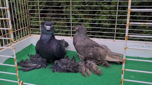 -Erich Taube- (Germany) Usbekische Tauben 2023 - 2 УЗБЕКСКИЕ ГОЛУБИ