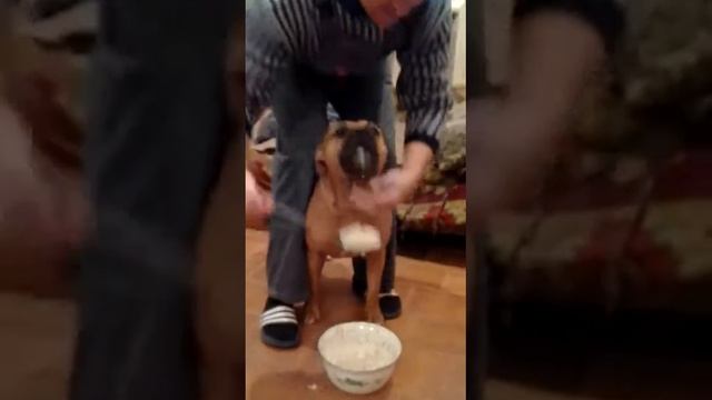 Грозный пёс смотреть онлайн