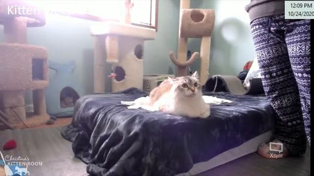Foster Mom Christine Sings Italian Arias to the Dickens Kittens смотреть онлайн