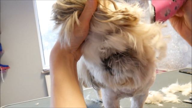 PetGroooming - Ooops! Fix me please! Full Grooming Shih Tzu смотреть онлайн