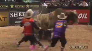 Прикол быки