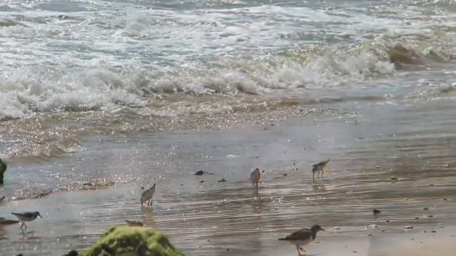 Cécile Tomas - Blowin' In The Wind (Cover)
