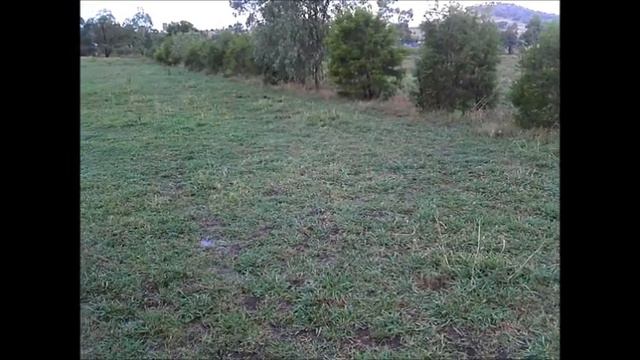 Finch food and nesting sites смотреть онлайн