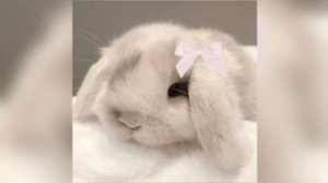 Патрисия Каас - Je t aime ♡