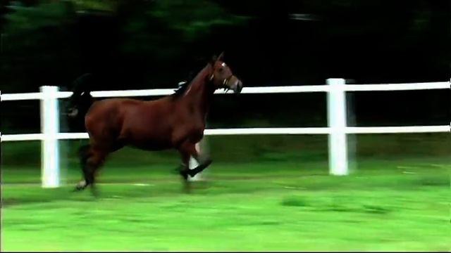 Dubois Hingst смотреть онлайн