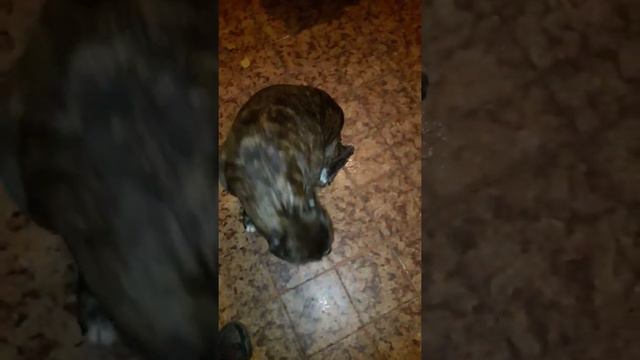 Dominic el perro смотреть онлайн