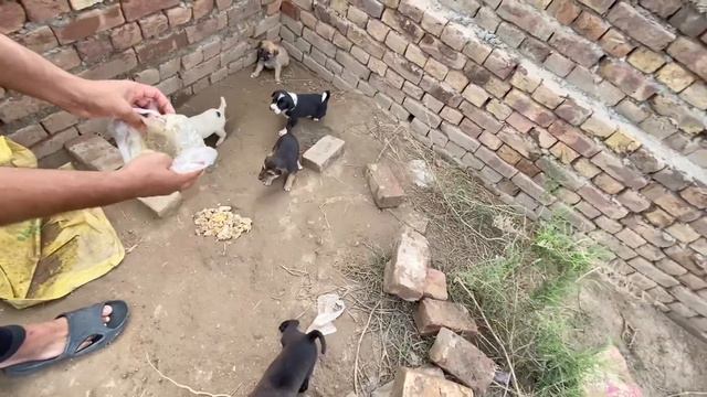 Blacky k Bacho ki Eyes Open Hogaen😍 смотреть онлайн