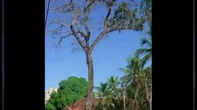 Meu Mato Grosso do Sul - Rafinha, Carlos Fábio e Pacito смотреть онлайн